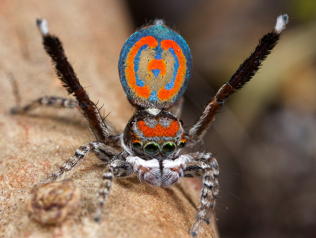 Паукообразные животные. Паук Maratus speciosus. Маратус персонатус. Maratus splendens. Maratus volans самка.